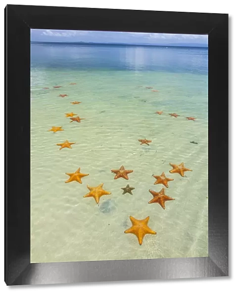 Starfish Beach, with many starfish in the shallow sea (Asteroidea) Colon Island
