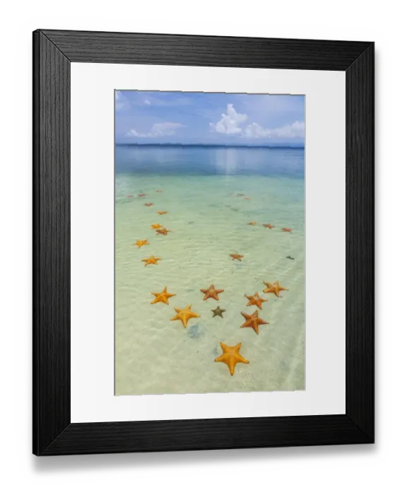 Framed Print : Starfish Beach, with many starfish in the shallow sea (Asteroidea) Colon Island Framed Print : Starfish Beach, with many starfish in the shallow sea (Asteroidea) Colon Island