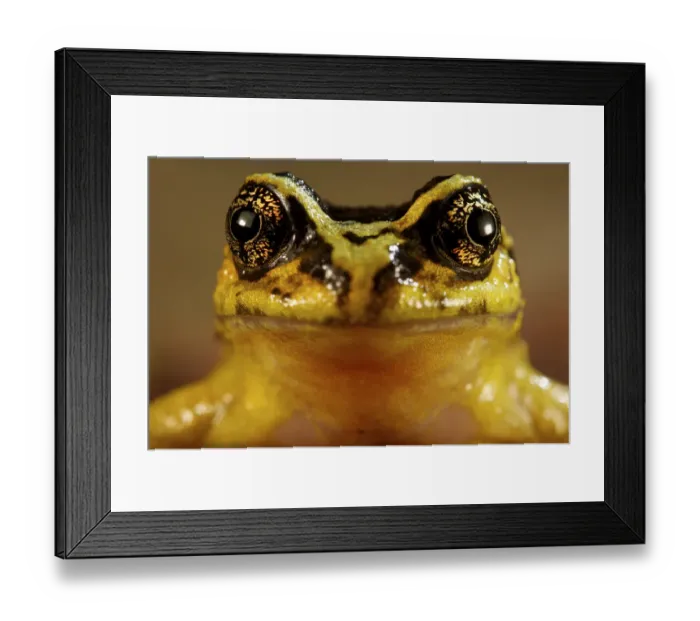 Framed Print : Portrait of a Spiny-chest Frog (Alsodes norae) endemic to Oncol Park, Chile, January Framed Print : Portrait of a Spiny-chest Frog (Alsodes norae) endemic to Oncol Park, Chile, January