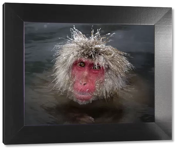 Japanese Macaque (Macaca fuscata) with icy strands of fur on its head, Jigokudani