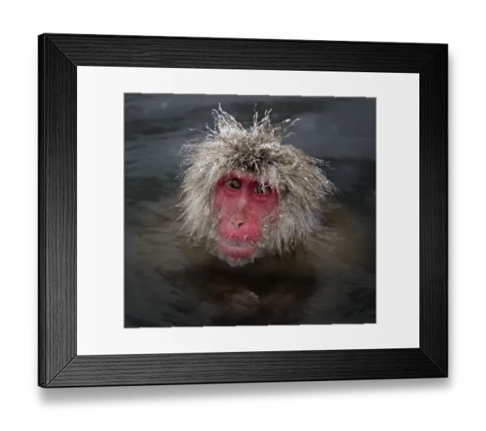 Framed Print : Japanese Macaque (Macaca fuscata) with icy strands of fur on its head, Jigokudani