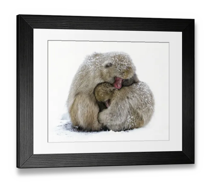Framed Print : Japanese Macaque (Macaca fuscata) male and female huddle together during a light Framed Print : Japanese Macaque (Macaca fuscata) male and female huddle together during a light