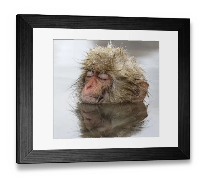 Framed Print : Japanese Macaque (Macaca fuscata) young one, appearing quite relaxed in thermal pool Framed Print : Japanese Macaque (Macaca fuscata) young one, appearing quite relaxed in thermal pool