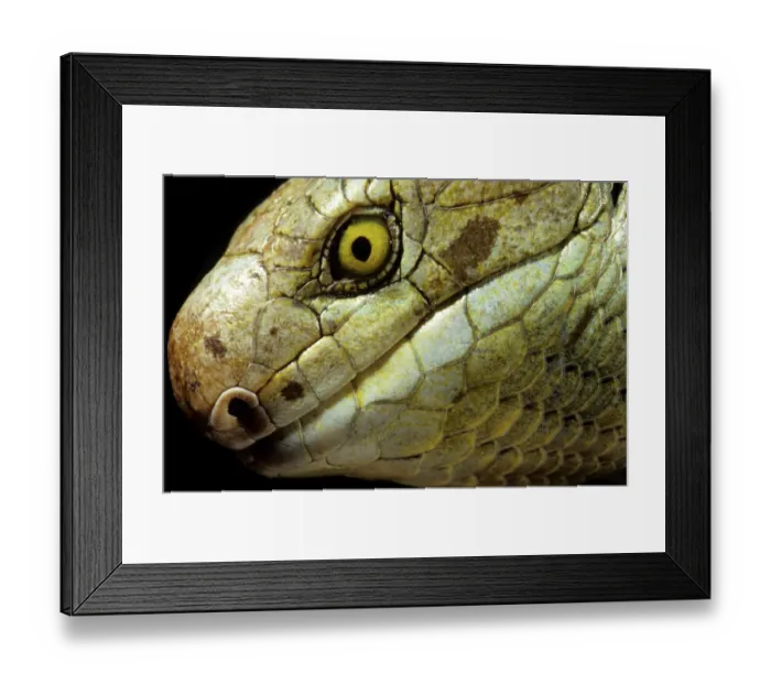 Framed Print : Solomon islands / large prehensile-tailed Skink (Corucia zebrata) Solomon islands Framed Print : Solomon islands / large prehensile-tailed Skink (Corucia zebrata) Solomon islands