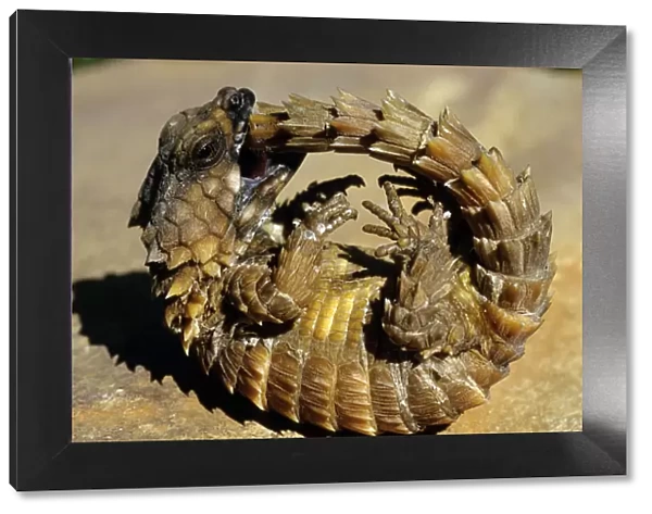 Armadillo Lizard (Cordylus cataphractus) biting its own tail while trying to