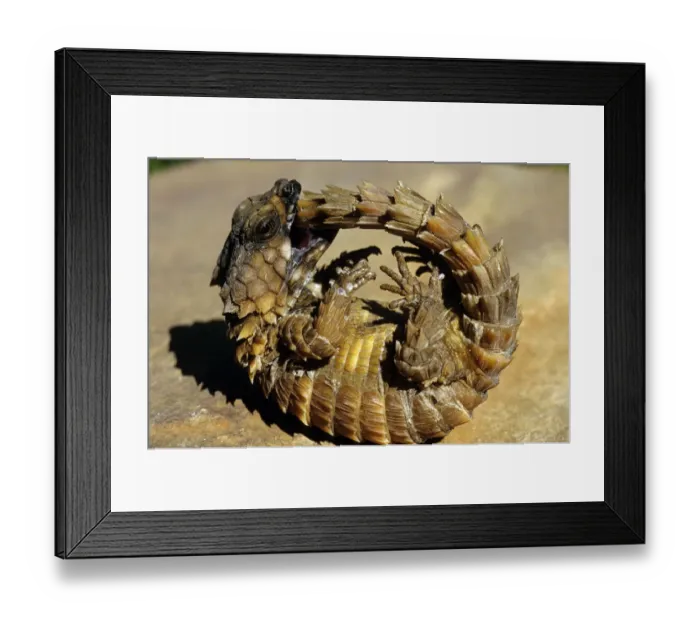 Framed Print : Armadillo Lizard (Cordylus cataphractus) biting its own tail while trying to Framed Print : Armadillo Lizard (Cordylus cataphractus) biting its own tail while trying to
