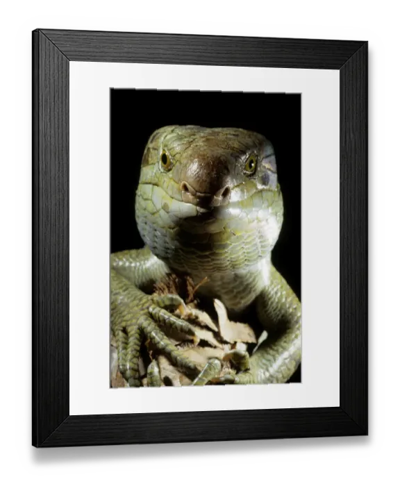 Framed Print : Solomon islands / large prehensile-tailed Skink (Corucia zebrata) Solomon islands Framed Print : Solomon islands / large prehensile-tailed Skink (Corucia zebrata) Solomon islands