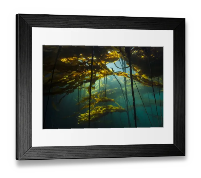 Framed Print : Scenic view of a bull kelp forest (Nereocystis luetkeana) with sunlight shining through the fronds Framed Print : Scenic view of a bull kelp forest (Nereocystis luetkeana) with sunlight shining through the fronds