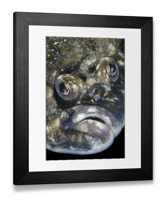 Framed Print : Lemon sole (Microstomus kitt) portrait. Gardur, south west Iceland. North Atlantic Ocean Framed Print : Lemon sole (Microstomus kitt) portrait. Gardur, south west Iceland. North Atlantic Ocean