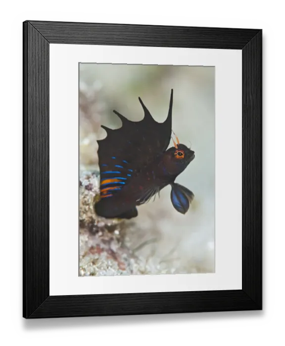 Framed Print : A signal blenny (Emblemaria hypacanthus) displays its showy dorsal fin as it extends Framed Print : A signal blenny (Emblemaria hypacanthus) displays its showy dorsal fin as it extends