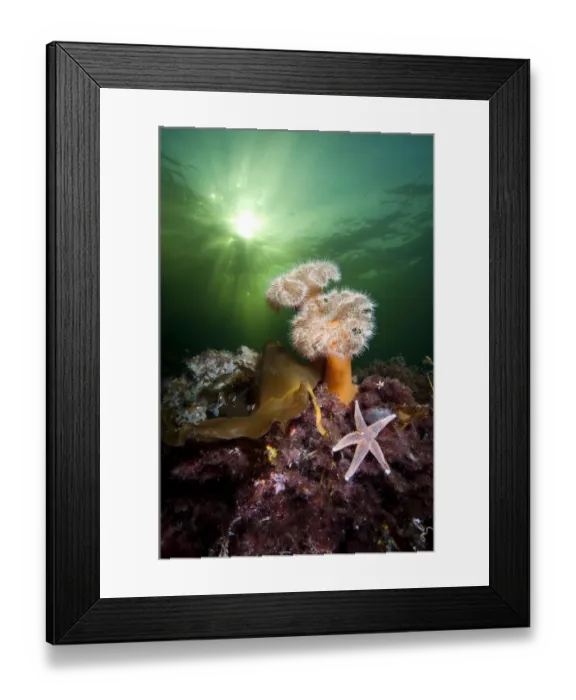 Framed Print : Plumose anemones (Metridium senile) and common starfish (Asterias rubens) beneath Framed Print : Plumose anemones (Metridium senile) and common starfish (Asterias rubens) beneath