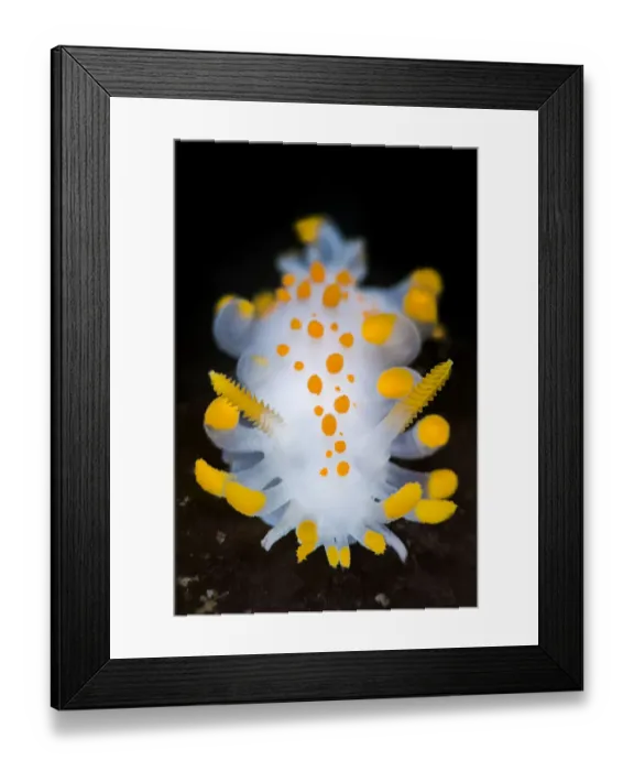 Framed Print : A portrait of a nudibranch ( Limacia clavigera) searching for food on algae. Gulen, Norway Framed Print : A portrait of a nudibranch ( Limacia clavigera) searching for food on algae. Gulen, Norway