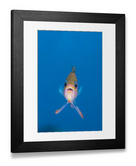 Framed Print : A portrait of a Mediterranean anthias (Anthias anthias) against open water. Secca Del Papa Framed Print : A portrait of a Mediterranean anthias (Anthias anthias) against open water. Secca Del Papa