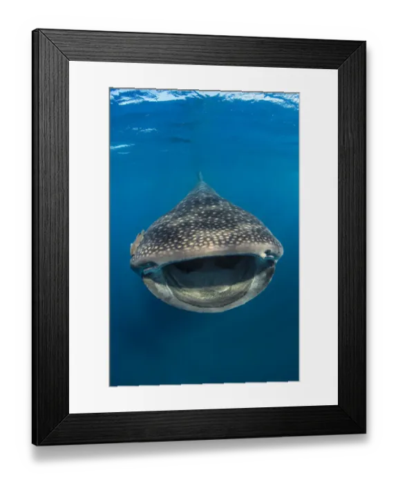 Framed Print : Whaleshark (Rhincodon typus) swimming and filtering fish eggs from the water Framed Print : Whaleshark (Rhincodon typus) swimming and filtering fish eggs from the water