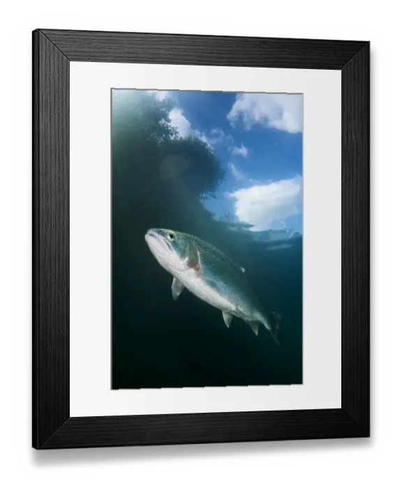 Framed Print : Rainbow trout (Oncorhynchus mykiss) under trees, Capernwray Lake, Lake District, England Framed Print : Rainbow trout (Oncorhynchus mykiss) under trees, Capernwray Lake, Lake District, England