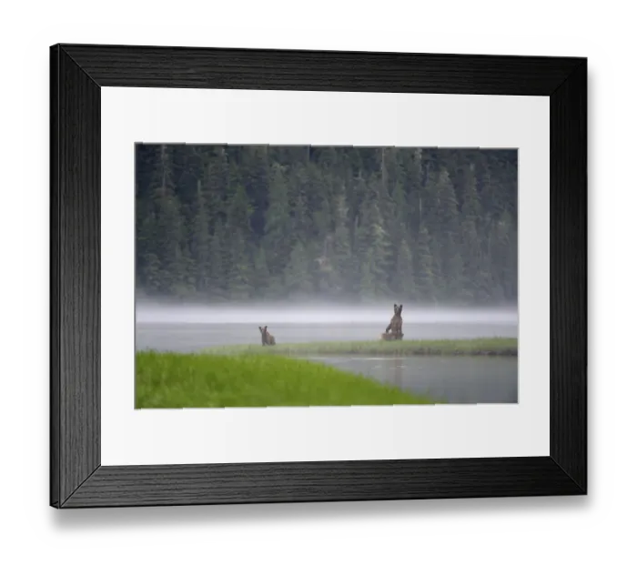 Framed Print : On a misty morning, female Grizzly bear (Ursus arctos horribilis) standing up in alert