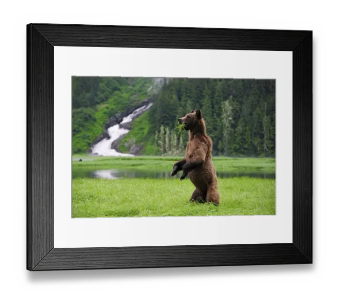 Framed Print : Female Grizzly bear (Ursus arctos horribilis) standing up in alert and looking around Framed Print : Female Grizzly bear (Ursus arctos horribilis) standing up in alert and looking around
