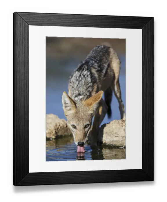 Framed Print : Black-backed Jackal (Canis mesomelas) drinking, Kgalagadi Transfrontier Park, South Africa Framed Print : Black-backed Jackal (Canis mesomelas) drinking, Kgalagadi Transfrontier Park, South Africa