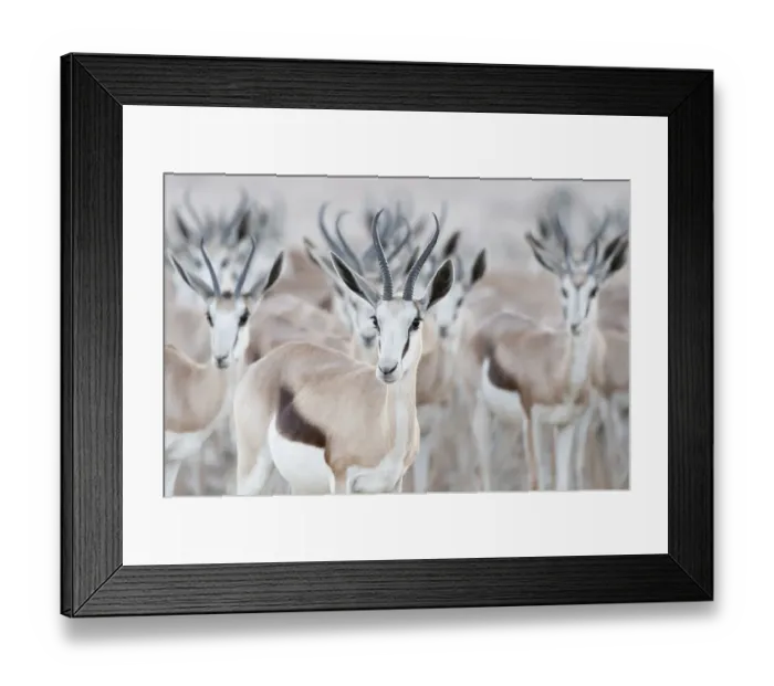 Framed Print : Springbok (Antidorcas marsupialis) herd, Kgalagadi Transfrontier Park, South Africa