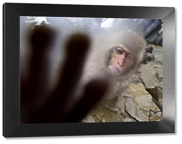 Japanese Macaque (Macaca fuscatata) juvenile, reaching out to touch the camera. Jigokudani