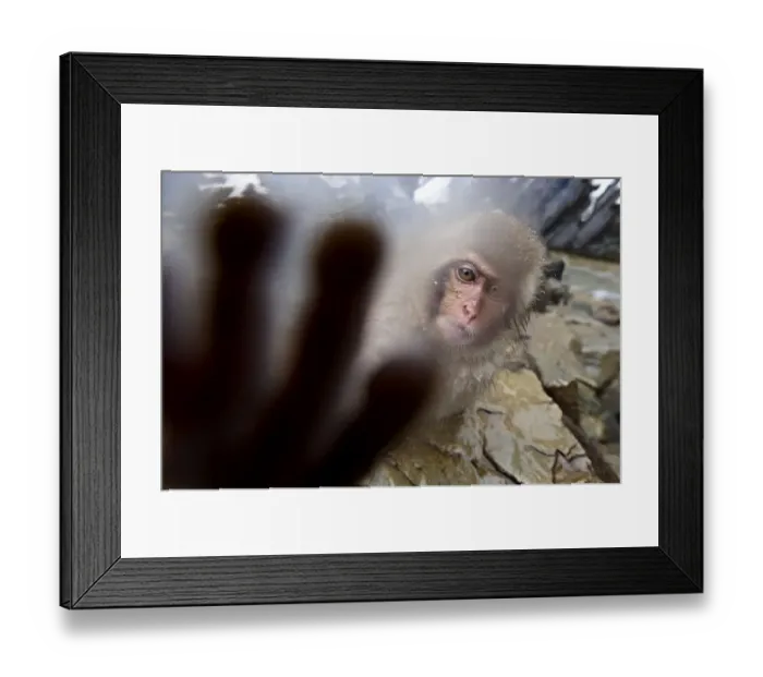 Framed Print : Japanese Macaque (Macaca fuscatata) juvenile, reaching out to touch the camera. Jigokudani Framed Print : Japanese Macaque (Macaca fuscatata) juvenile, reaching out to touch the camera. Jigokudani