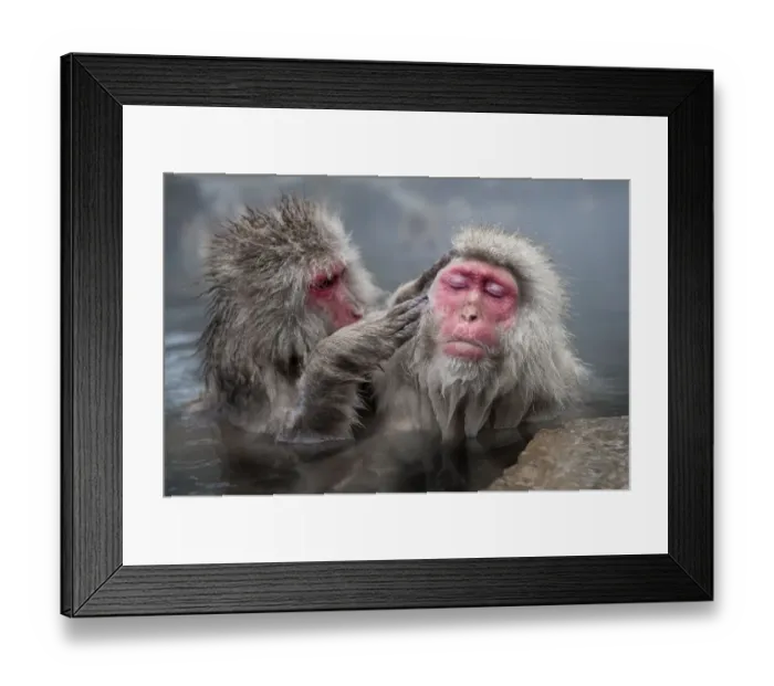 Framed Print : Japanese Macaques (Macaca fuscatata) grooming in hot springs, Jigokudani, Nagano Prefecture Framed Print : Japanese Macaques (Macaca fuscatata) grooming in hot springs, Jigokudani, Nagano Prefecture