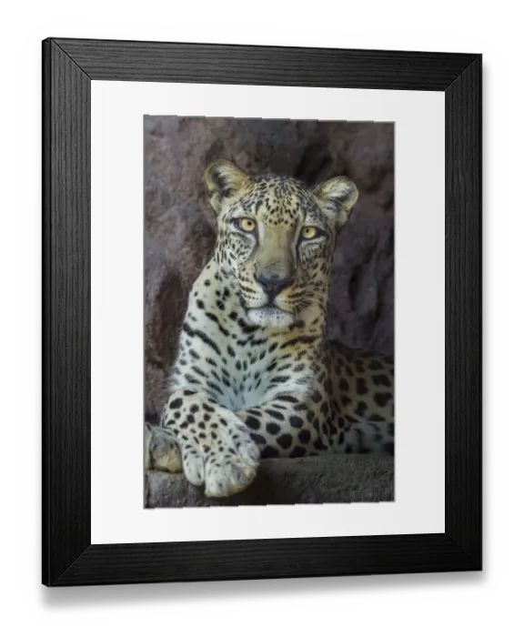 Framed Print : Male Arabian Leopard (Panthera pardus nimr) at the Arabian Wildlife Centre & captive-breeding project, Sharjah, United Arab Emirates Framed Print : Male Arabian Leopard (Panthera pardus nimr) at the Arabian Wildlife Centre & captive-breeding project, Sharjah, United Arab Emirates