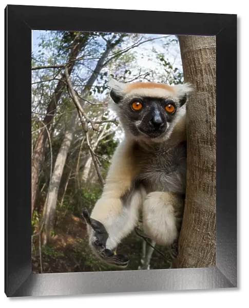 Golden-crowned Sifaka or Tattersalls Sifaka (Propithecus tattersalli) in forest near Andranotsimaty, Daraina, north east Madagascar. Critically Endangered