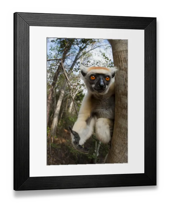 Framed Print : Golden-crowned Sifaka or Tattersalls Sifaka (Propithecus tattersalli) in forest near Andranotsimaty, Daraina, north east Madagascar. Critically Endangered Framed Print : Golden-crowned Sifaka or Tattersalls Sifaka (Propithecus tattersalli) in forest near Andranotsimaty, Daraina, north east Madagascar. Critically Endangered