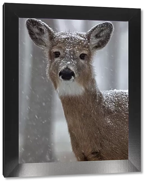 White-tailed deer (Odocoileus virginianus) in snow, New York, USA, winter