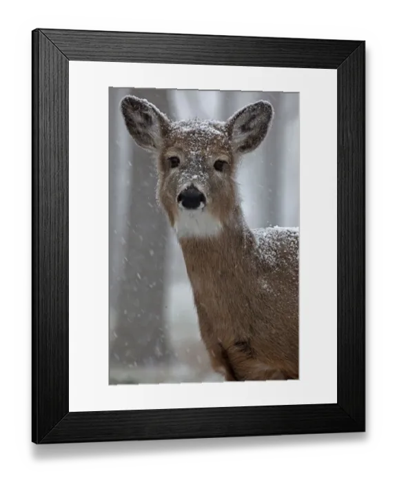 Framed Print : White-tailed deer (Odocoileus virginianus) in snow, New York, USA, winter Framed Print : White-tailed deer (Odocoileus virginianus) in snow, New York, USA, winter