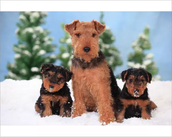 Welsh Terrier, bitch with puppies aged 8 weeks in snowy scene