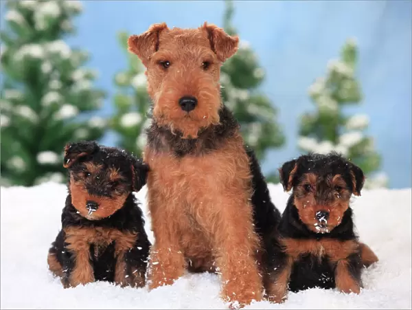 Welsh Terrier, bitch with puppies aged 8 weeks in snowy scene