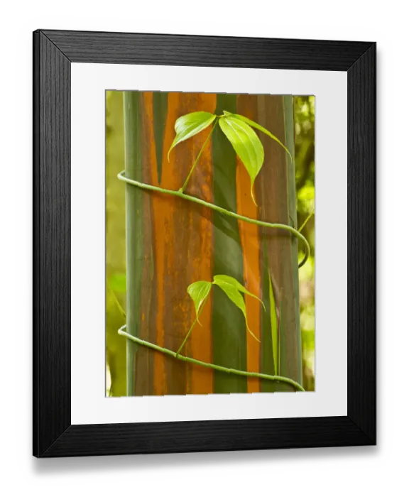 Framed Print : A vine growing on Eucalyptus bark, Tompotika Peninsula, Sulawesi, Indonesia Framed Print : A vine growing on Eucalyptus bark, Tompotika Peninsula, Sulawesi, Indonesia
