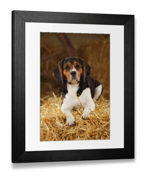 Framed Print : Beagle, bitch resting on hay bale in straw Framed Print : Beagle, bitch resting on hay bale in straw