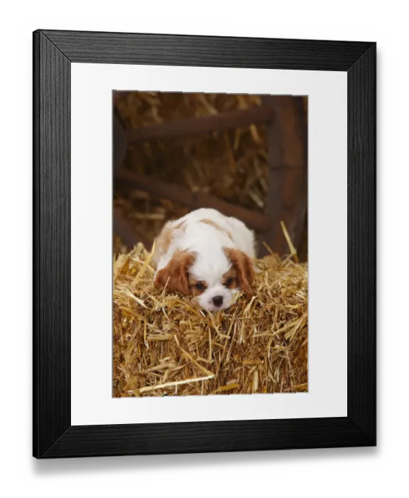Framed Print : Cavalier King Charles Spaniel, puppy aged 7 weeks with blenheim colouration, resting Framed Print : Cavalier King Charles Spaniel, puppy aged 7 weeks with blenheim colouration, resting