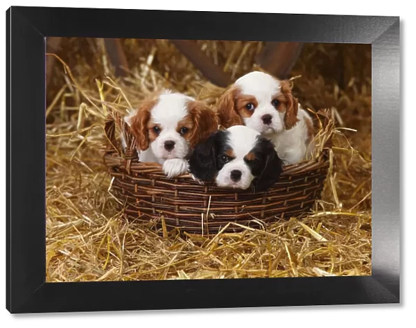 Cavalier King Charles Spaniel puppies aged 7 weeks with tricolour and blenheim colouration