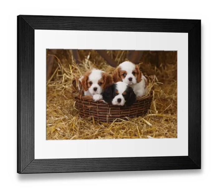 Framed Print : Cavalier King Charles Spaniel puppies aged 7 weeks with tricolour and blenheim colouration Framed Print : Cavalier King Charles Spaniel puppies aged 7 weeks with tricolour and blenheim colouration