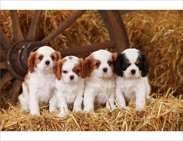 Cavalier King Charles Spaniel puppies aged 7 weeks, with tricolour and blenheim colouration