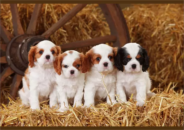 Cavalier King Charles Spaniel puppies aged 7 weeks, with tricolour and blenheim colouration