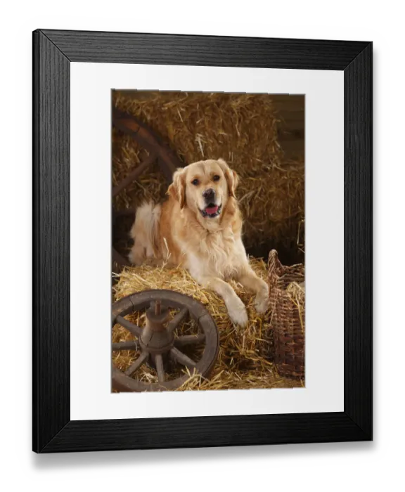 Framed Print : Golden Retriever, male in straw Framed Print : Golden Retriever, male in straw