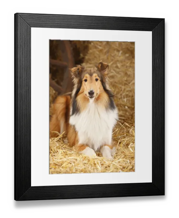 Framed Print : Rough Collie, bitch, 9 months in straw