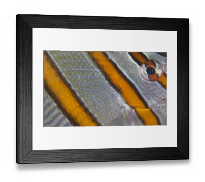 Framed Print : Long-beaked Coralfish (Chelmon rostratus) eye, Inanuran Island, Danajon Bank, Central Visayas Framed Print : Long-beaked Coralfish (Chelmon rostratus) eye, Inanuran Island, Danajon Bank, Central Visayas