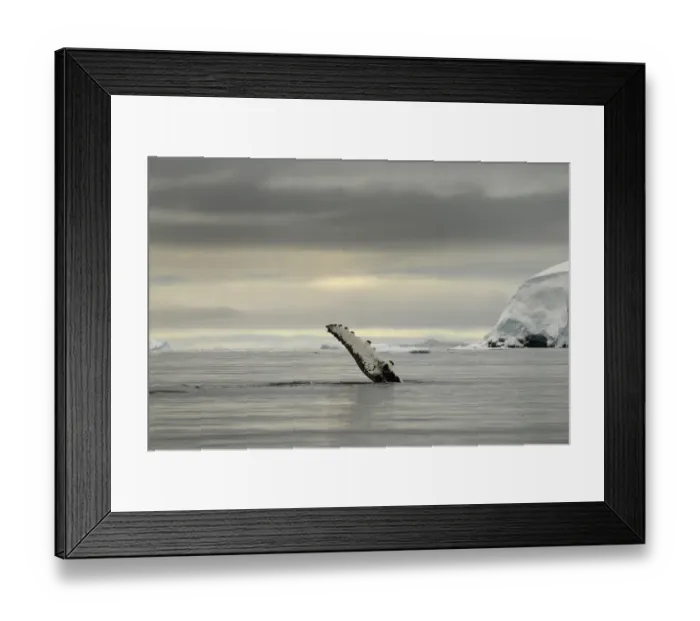 Framed Print : Humpback whale (Megaptera novaengliae) flipper above the surface after breaching Framed Print : Humpback whale (Megaptera novaengliae) flipper above the surface after breaching
