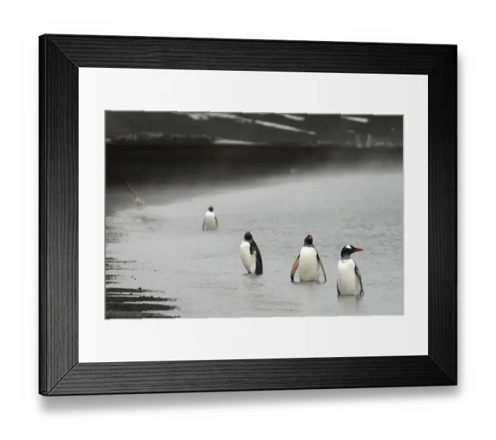 Framed Print : Gentoo penguins (Pygoscelis papua) on the shore of Deception Island, Antarctica Framed Print : Gentoo penguins (Pygoscelis papua) on the shore of Deception Island, Antarctica
