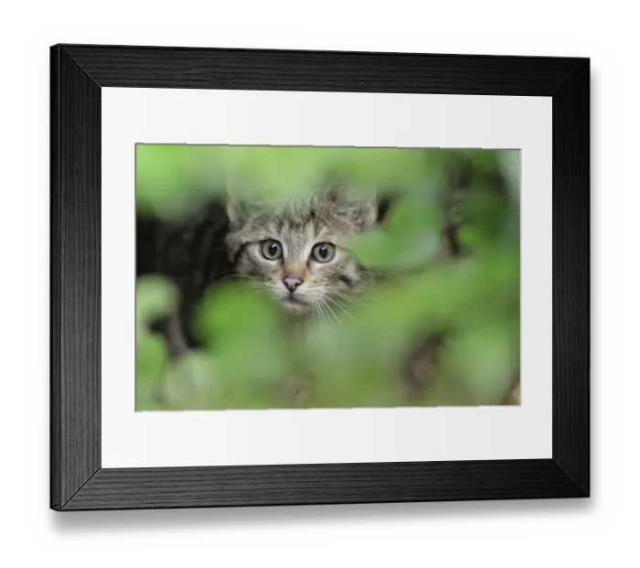 Framed Print : European wild cat (Felis silvestris) kitten portrait, Bavarian Forest National Park Framed Print : European wild cat (Felis silvestris) kitten portrait, Bavarian Forest National Park