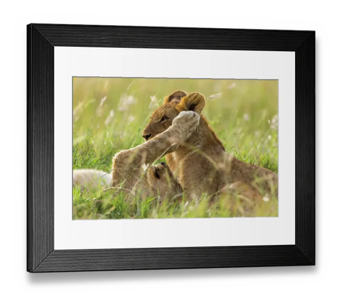 Framed Print : Lion (Panthera leo) cubs playing, Masai-Mara Game Reserve, Kenya Framed Print : Lion (Panthera leo) cubs playing, Masai-Mara Game Reserve, Kenya