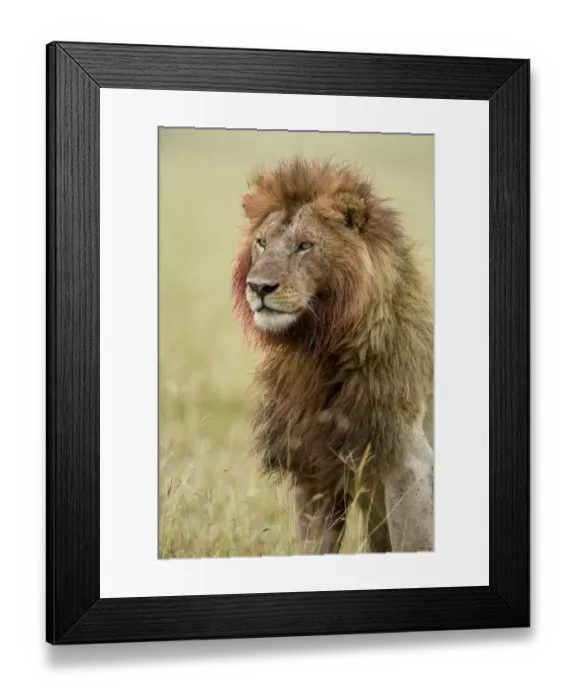 Framed Print : Lion (Panthera leo) male with bloody mane and flies, Masai-Mara Game Reserve, Kenya Framed Print : Lion (Panthera leo) male with bloody mane and flies, Masai-Mara Game Reserve, Kenya