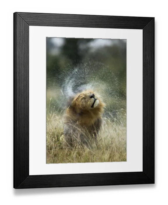 Framed Print : Lion (Panthera leo) male shaking his head after rain, Masai-Mara Game Reserve, Kenya Framed Print : Lion (Panthera leo) male shaking his head after rain, Masai-Mara Game Reserve, Kenya