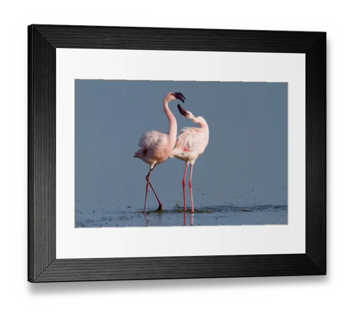Framed Print : Lesser flamingo (Phoeniconaias minor) males in display, Lake Nakuru, Kenya Framed Print : Lesser flamingo (Phoeniconaias minor) males in display, Lake Nakuru, Kenya